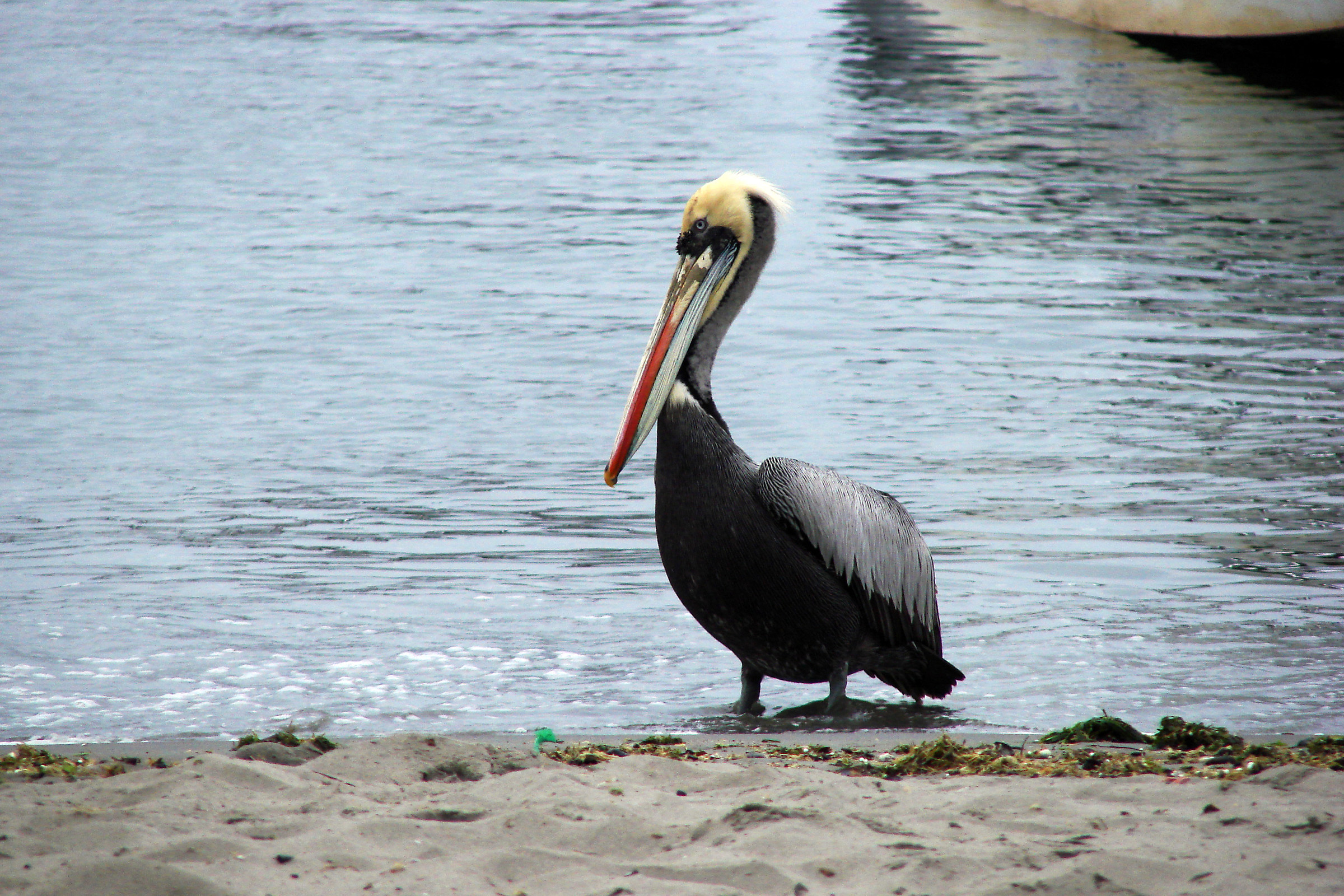 Perù: Pellicano a Paracas