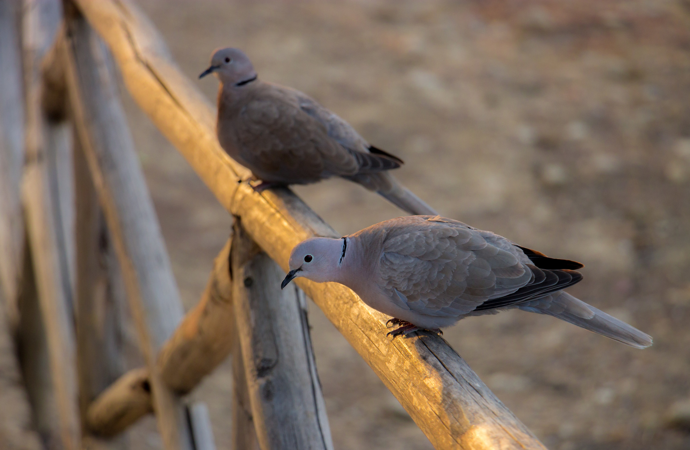 Pigeons of the valley of the temples of Agrigento