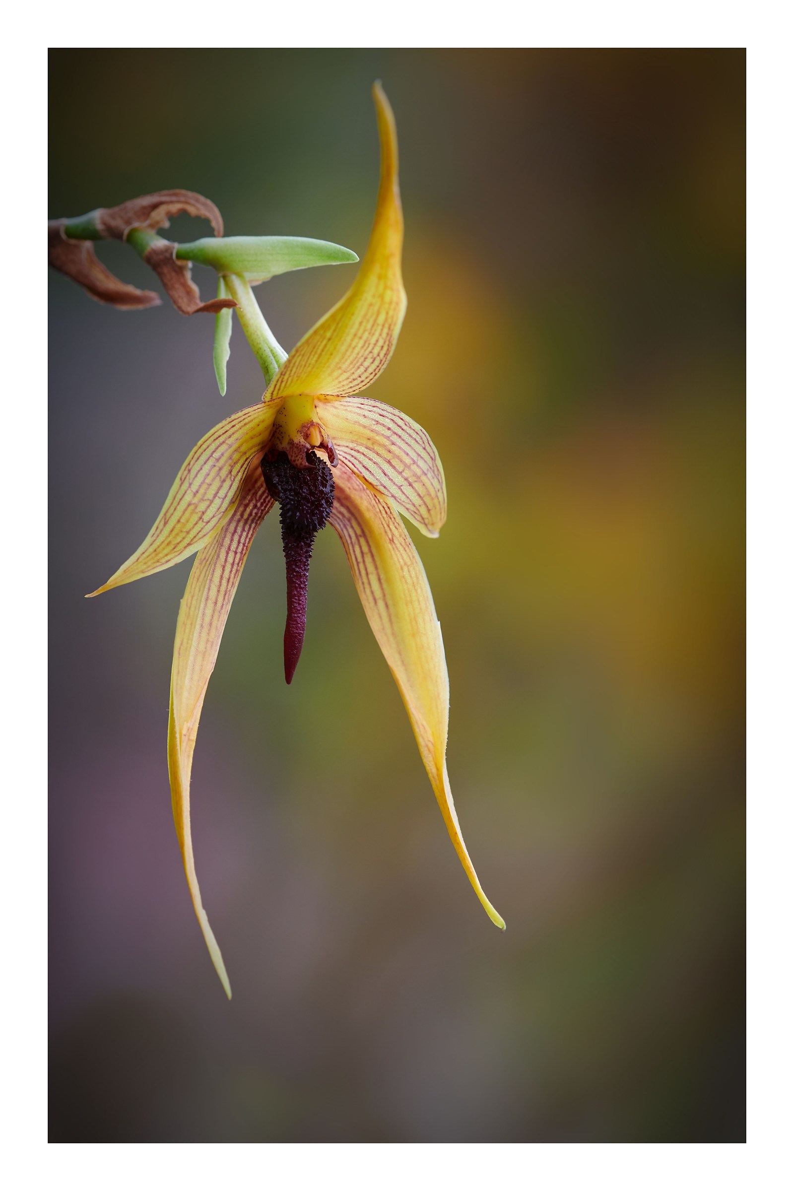 Bulbophyllum Wilbur Chang