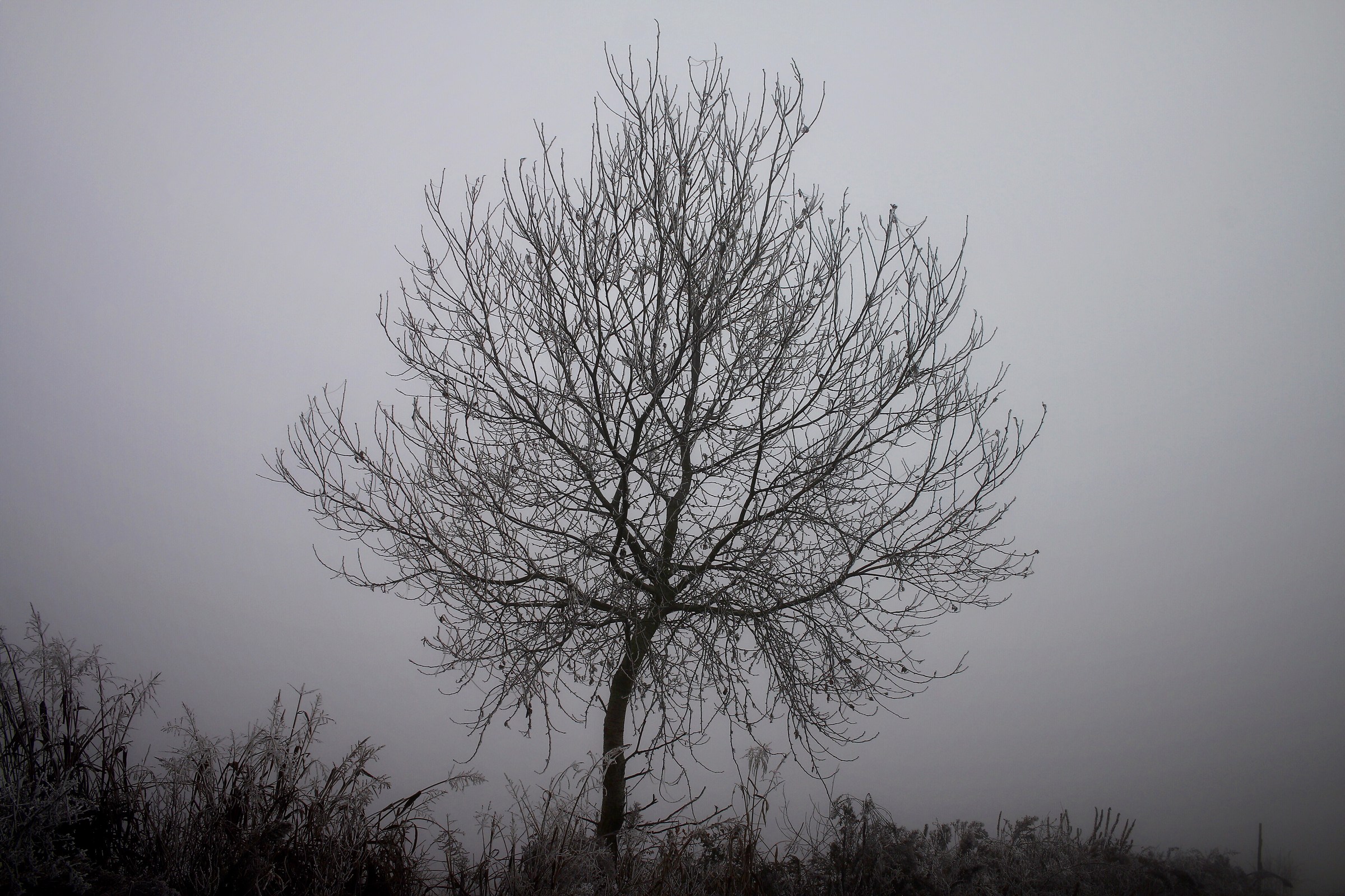 Sperduto tra la nebbia autunnale.