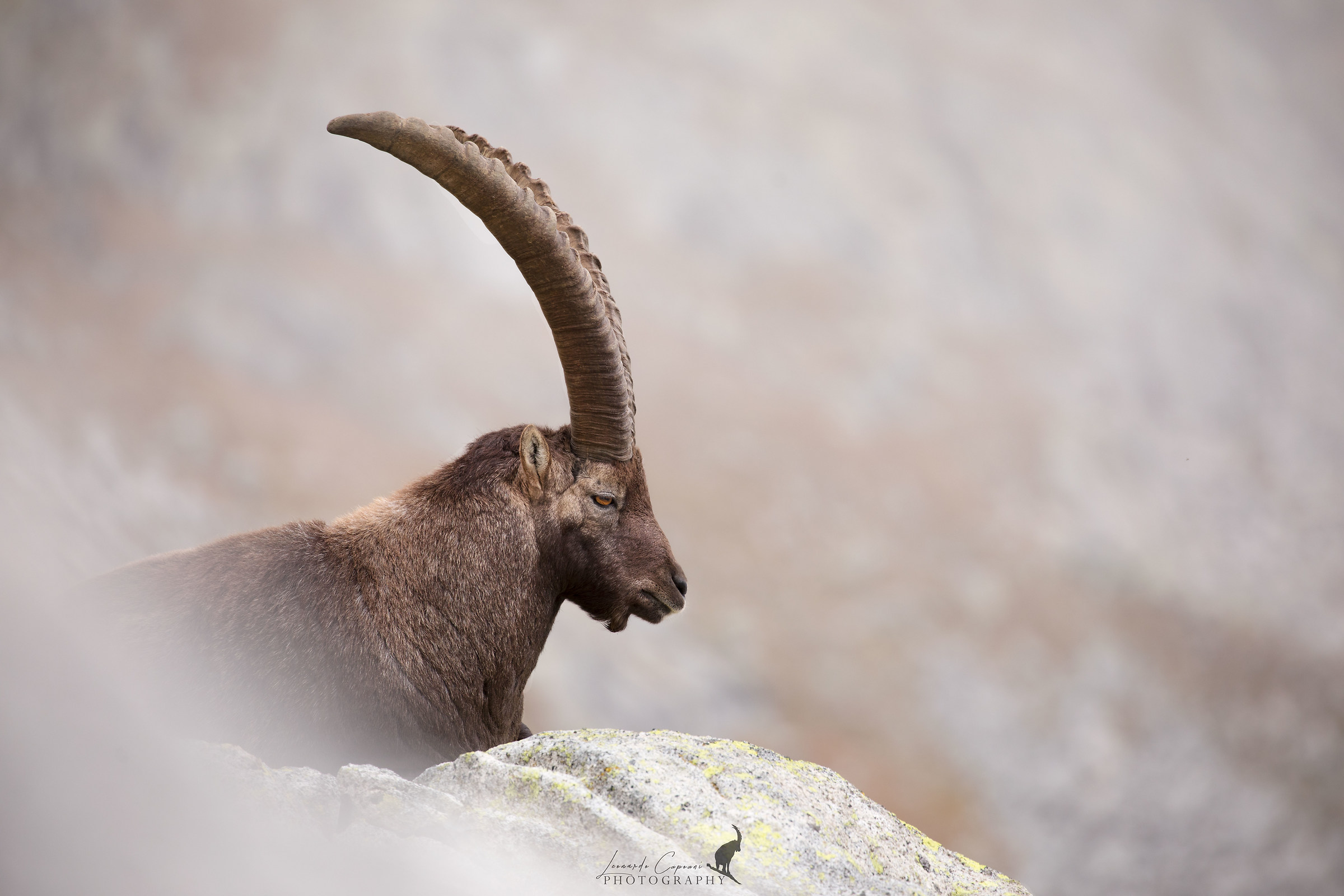 King of the Peaks/the king of the mountain peaks