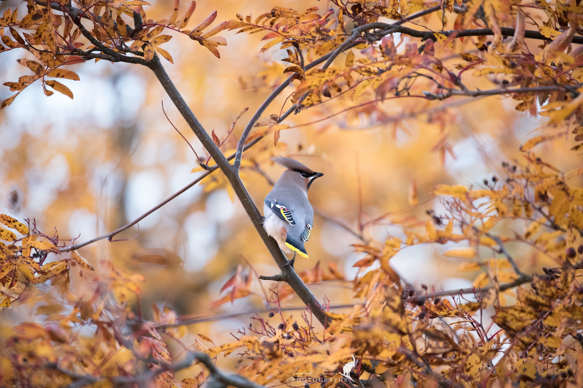 Migrazione autunnale / Autumn migration