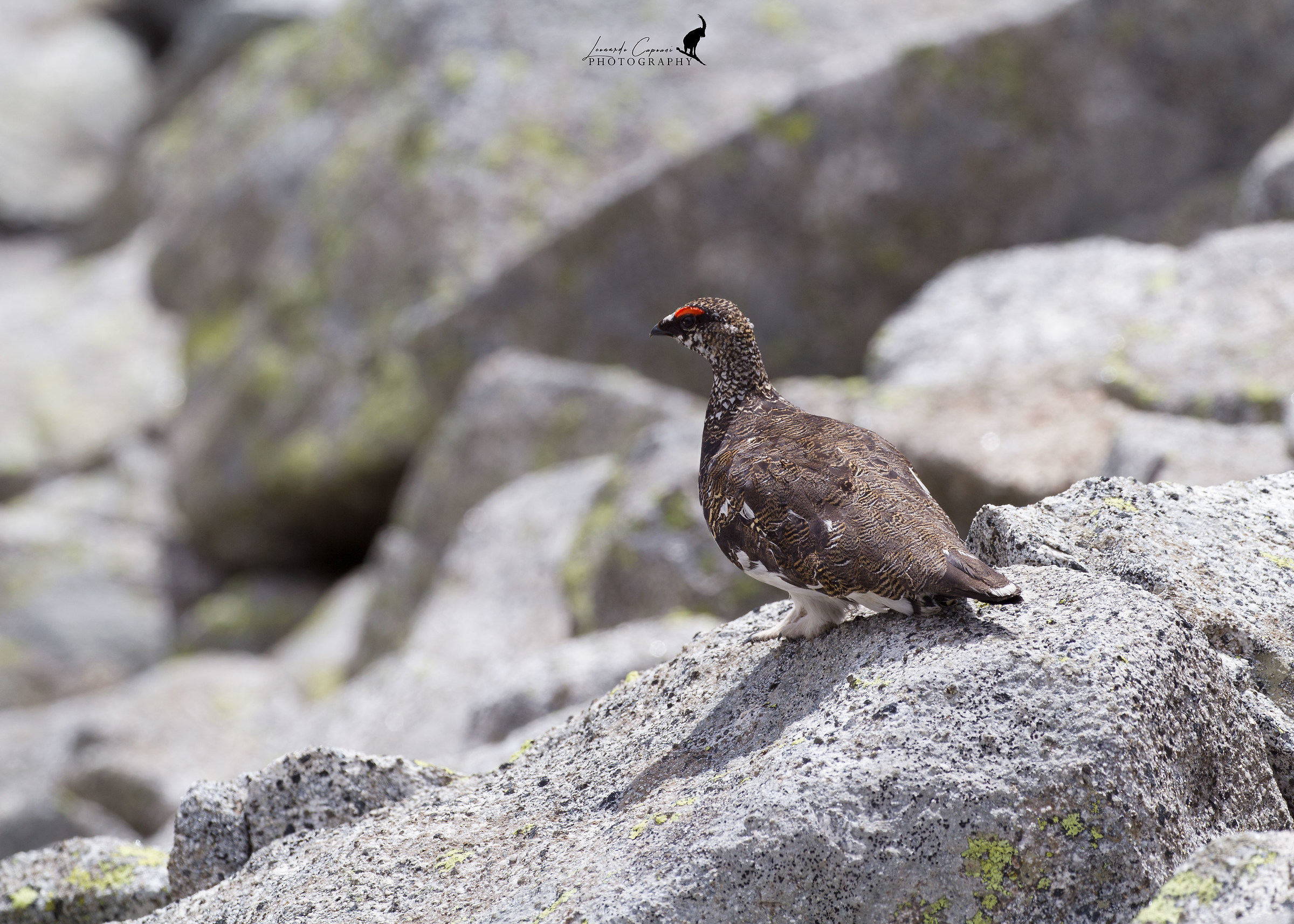 Mimetismo / Mimetism