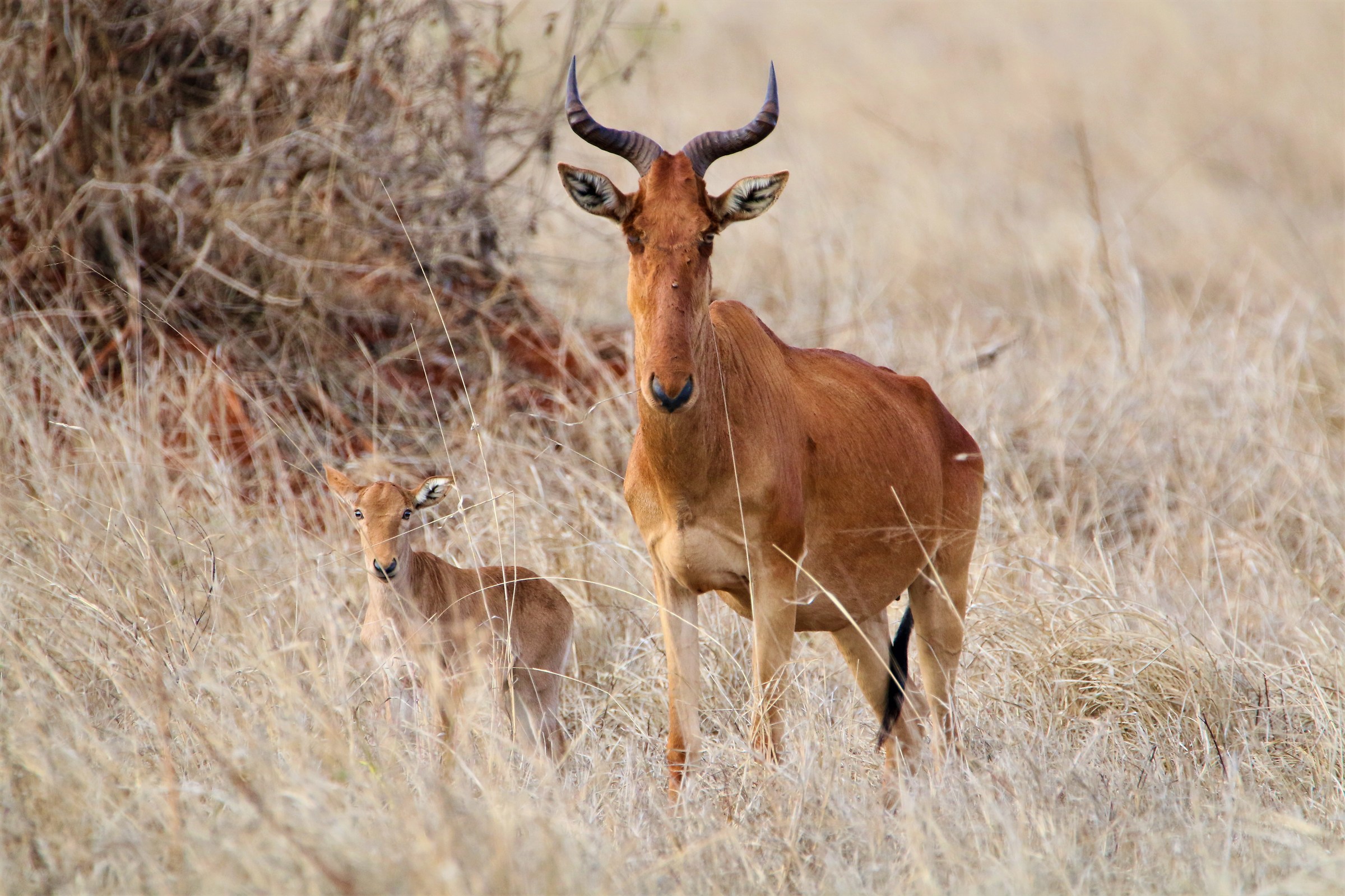 My boy life will not be easy here