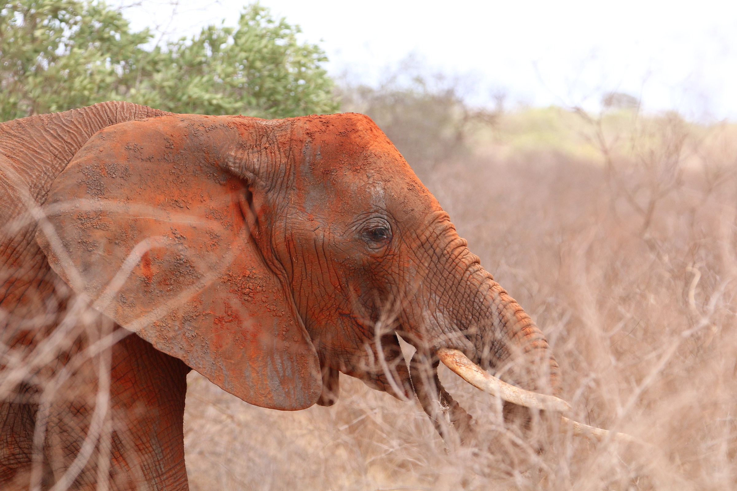 The famous "Red" Elephant by Tsavo