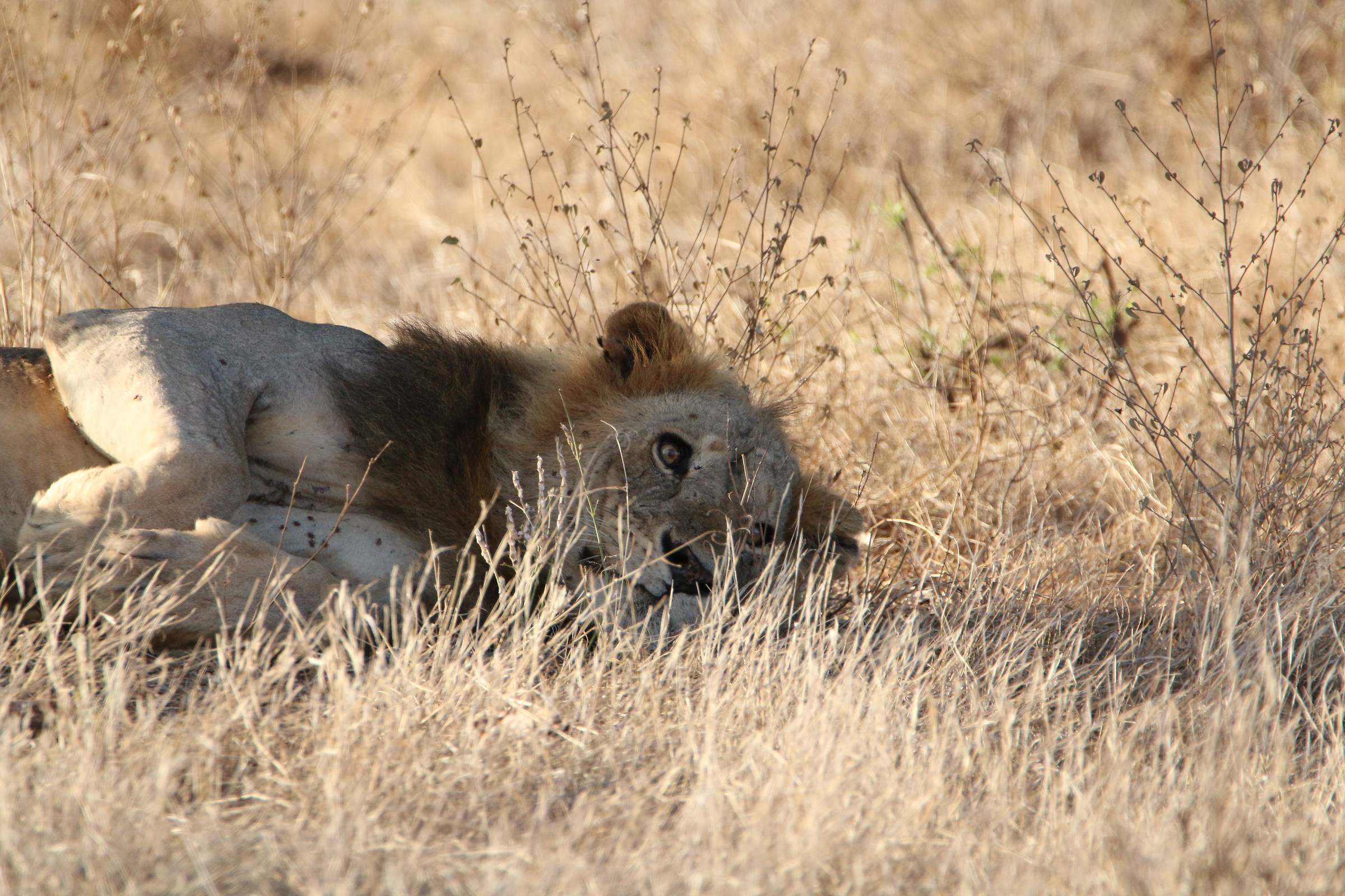 Cucciolotto...ma not too