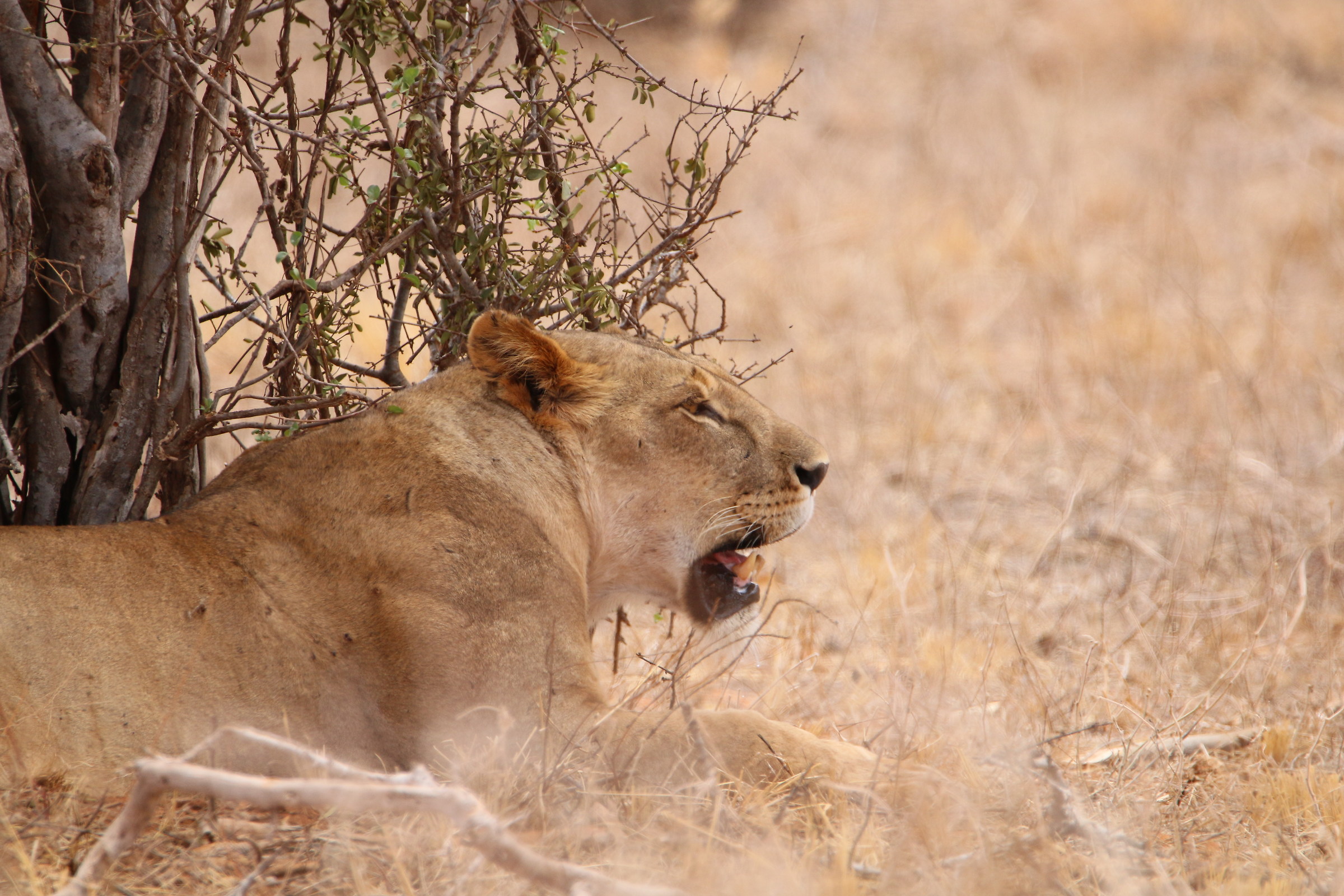 The Regina...in pause