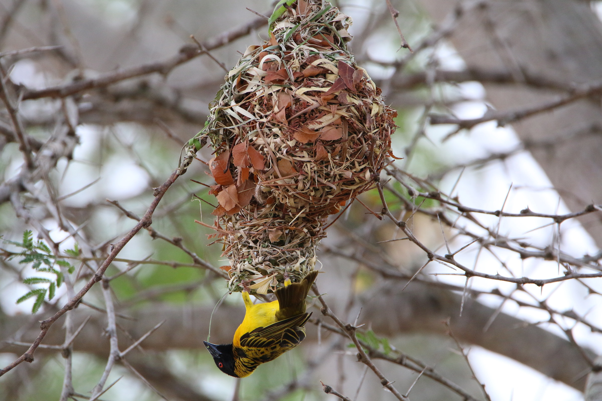 Weaver to almost finished works