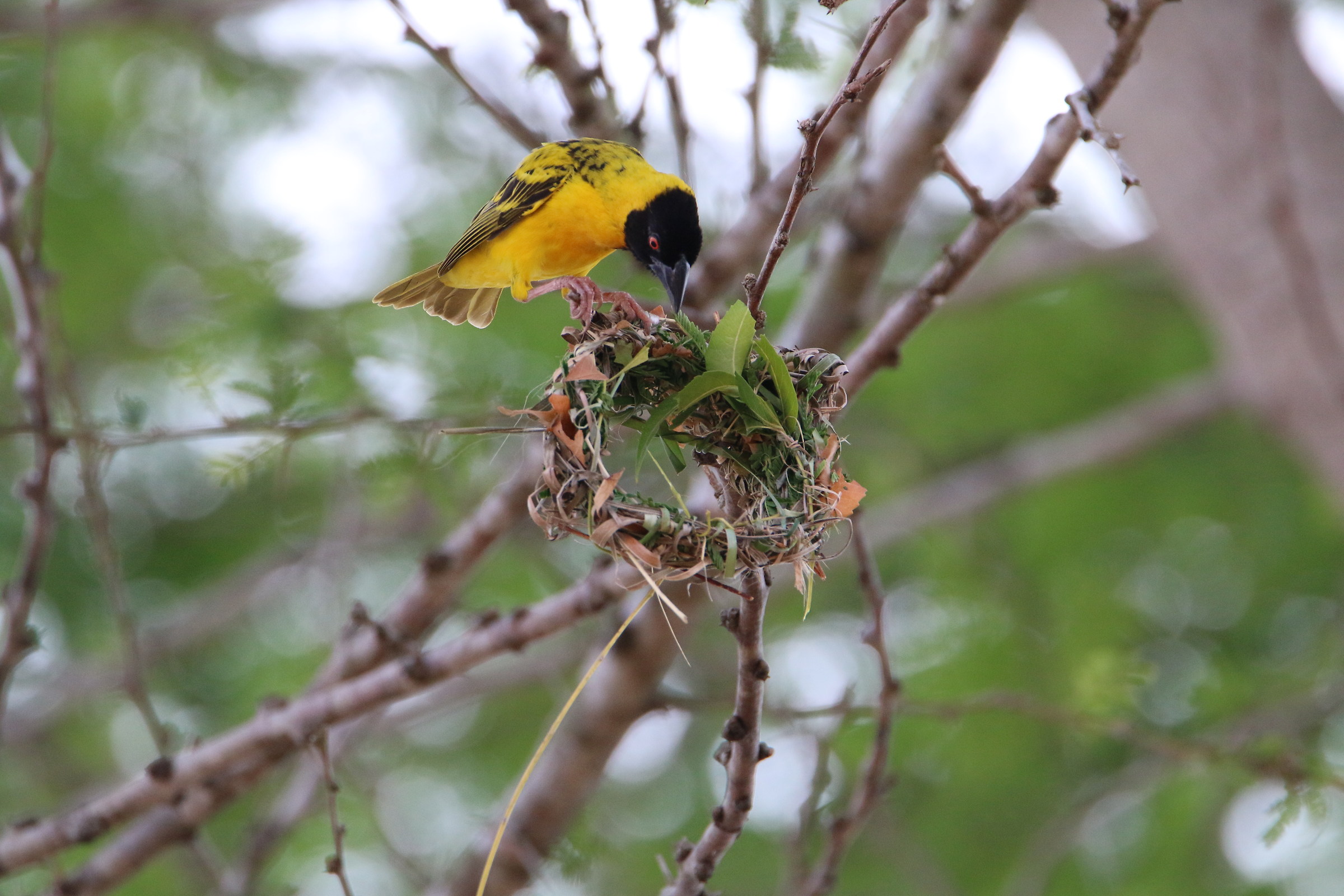 Weaver to work... still long