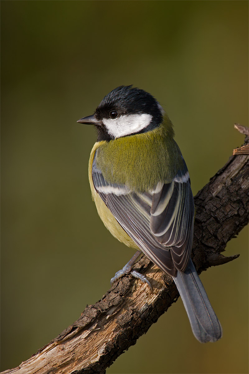 Great Tit