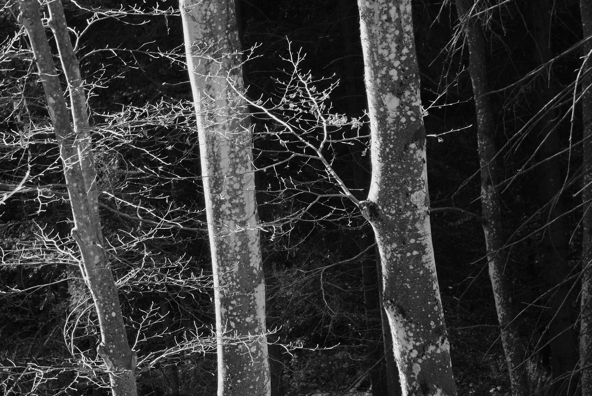 Lights and shadows of the forest