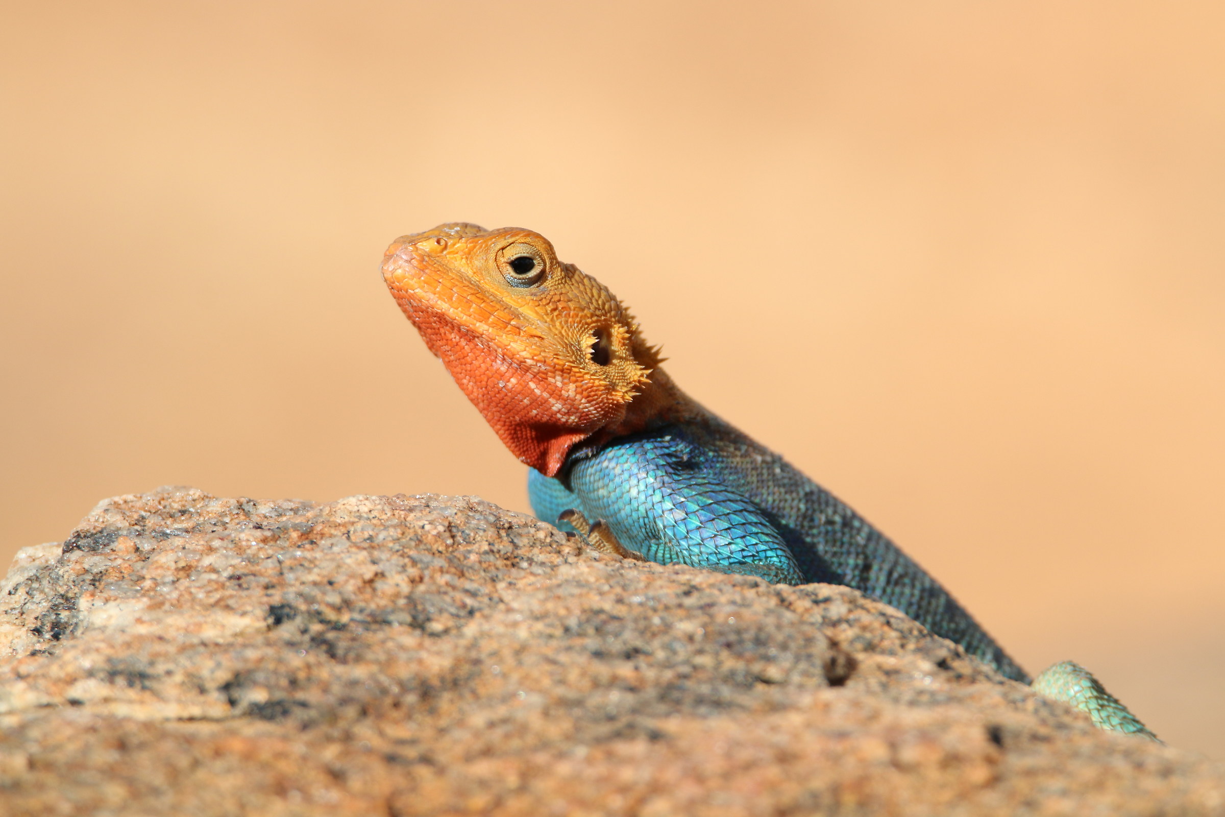 Common Agama