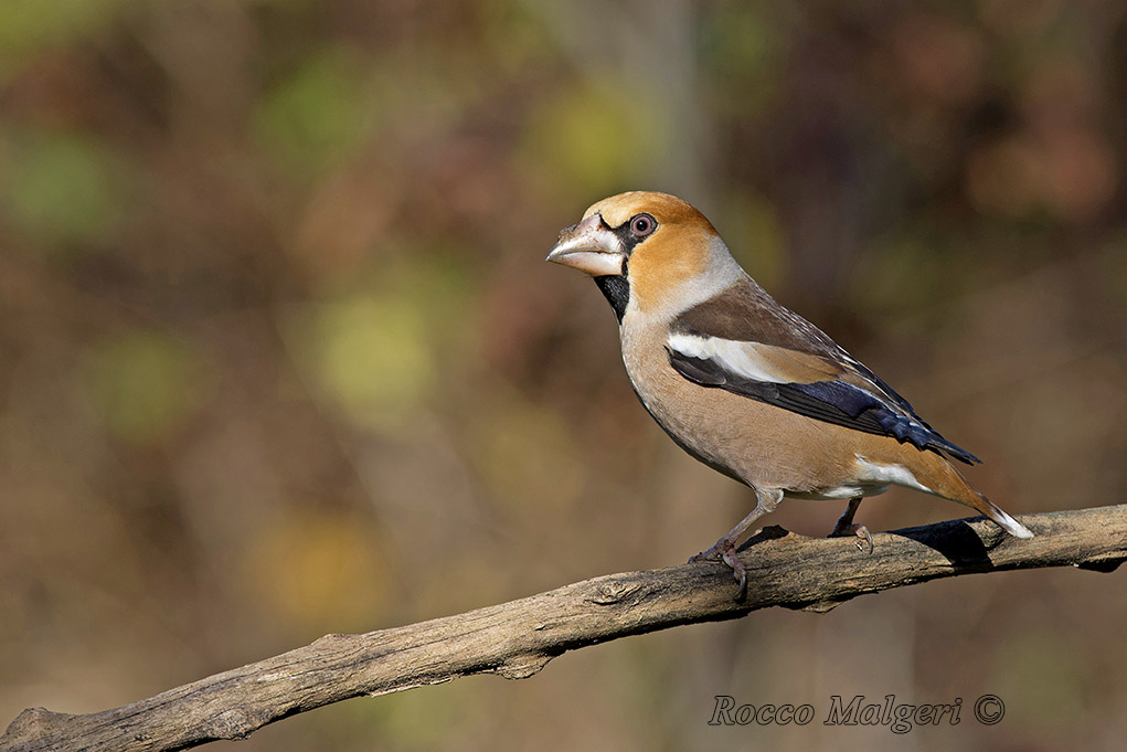 ritratto di frosone 2