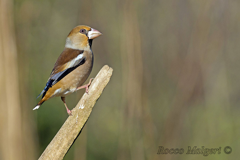 ritratto di frosone 3