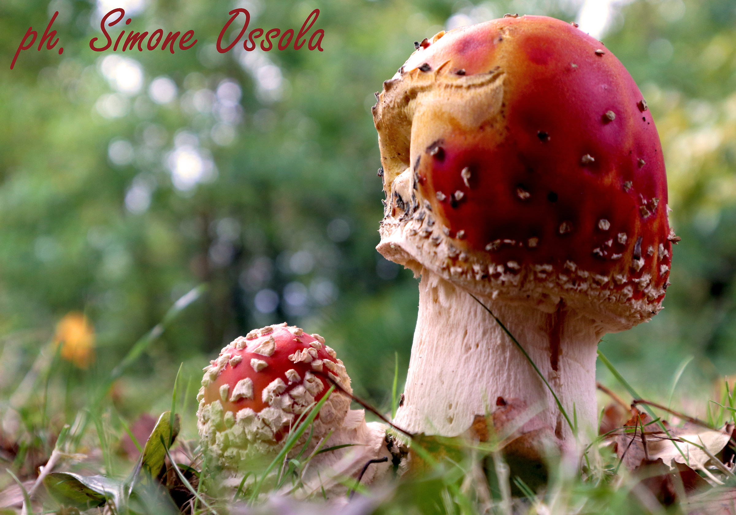 Amanita muscaria