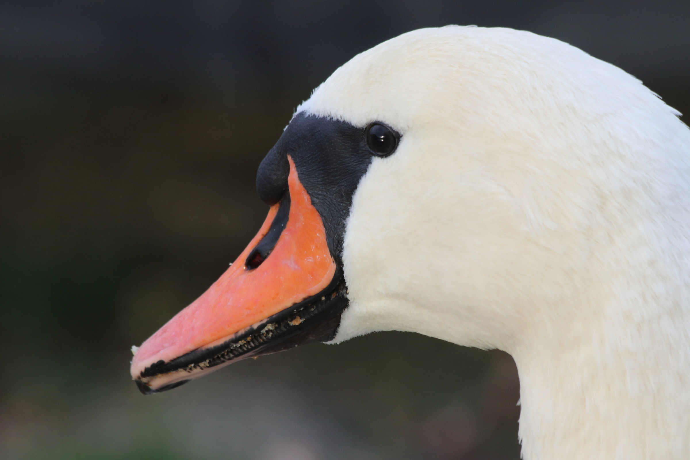 Primo piano di cigno