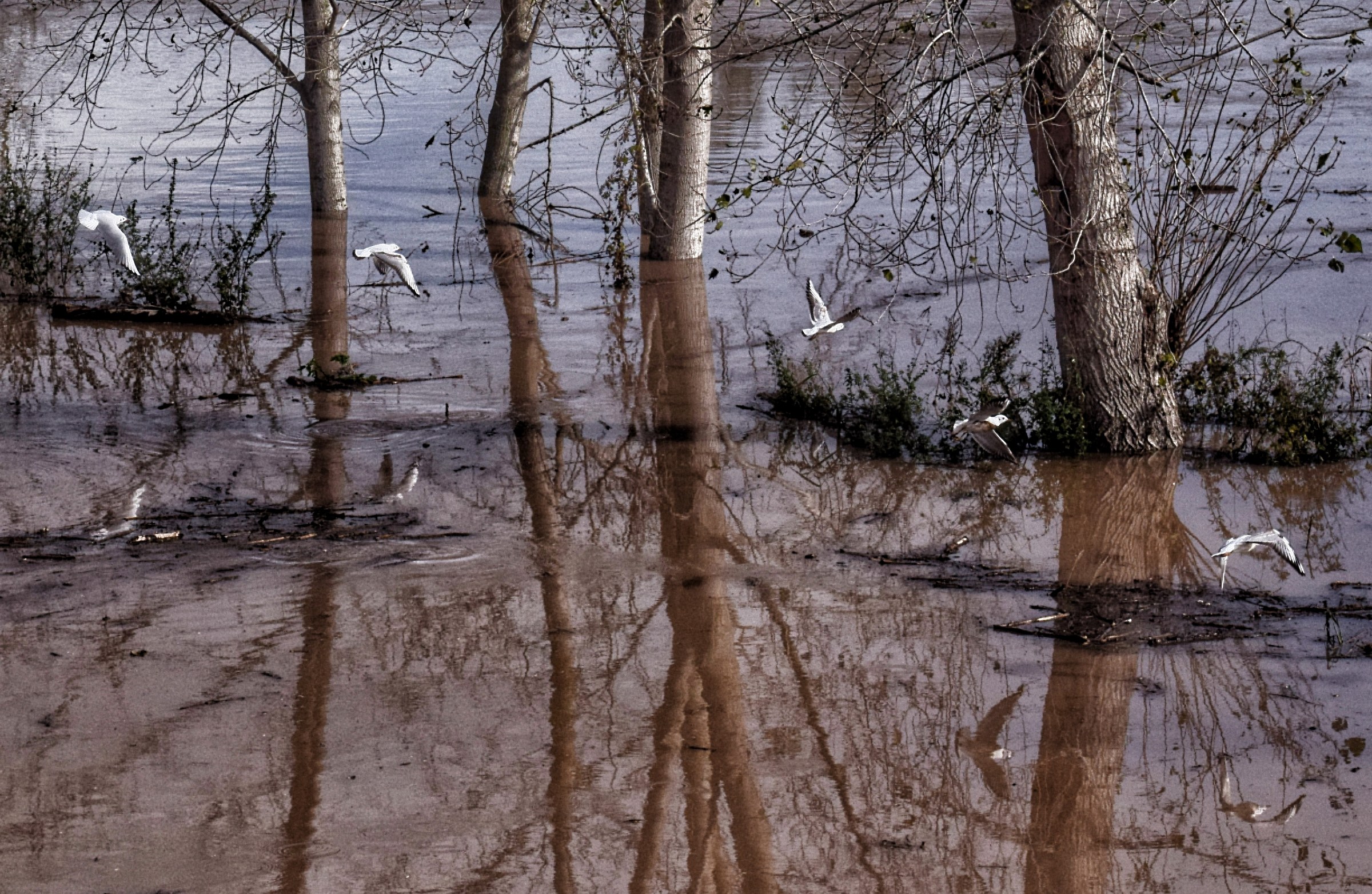 In volo allo specchio