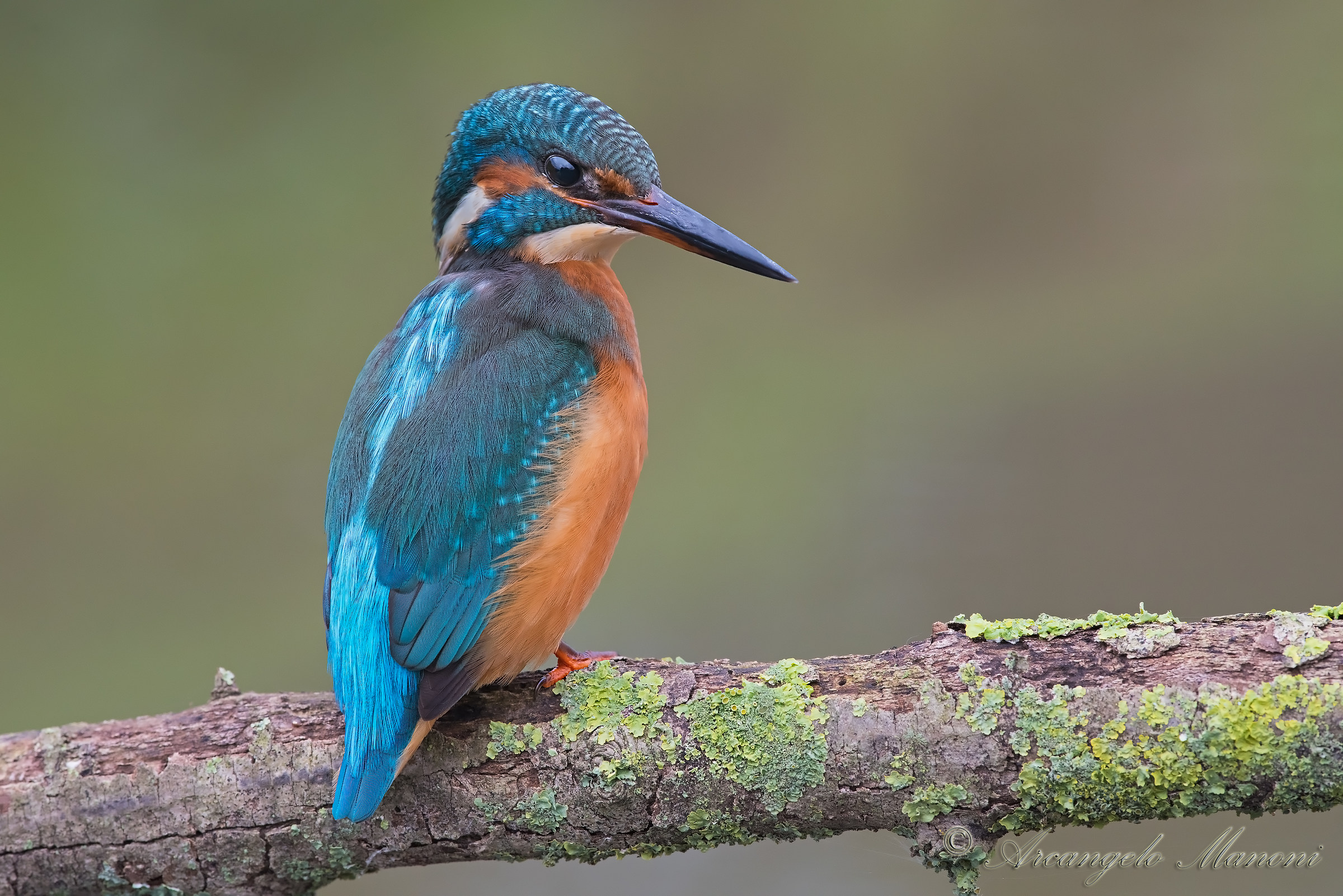 Una martina sugli attenti