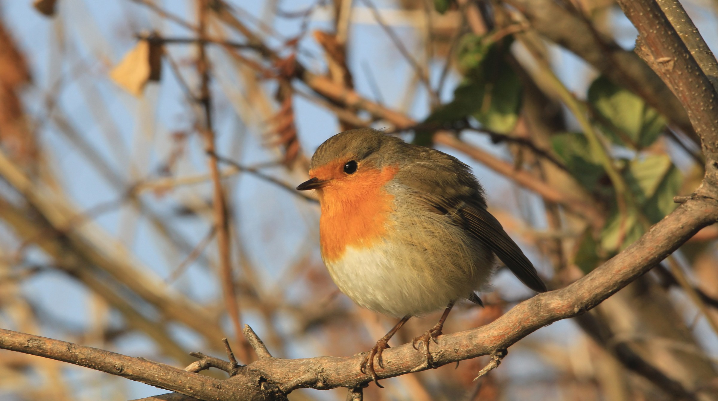 Pettirosso -Provaglio D'Iseo - Le Torbiere