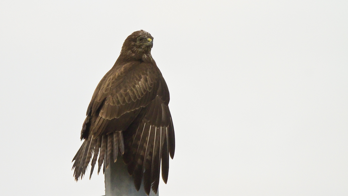 The Queen of the low plain of Bologna