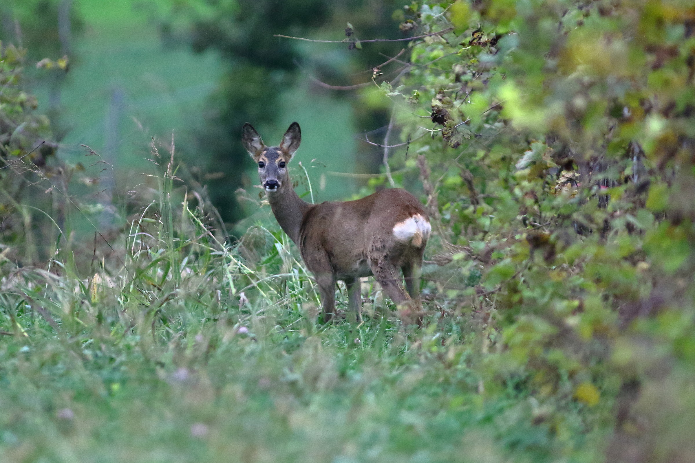 Roe Deer on Vineyard