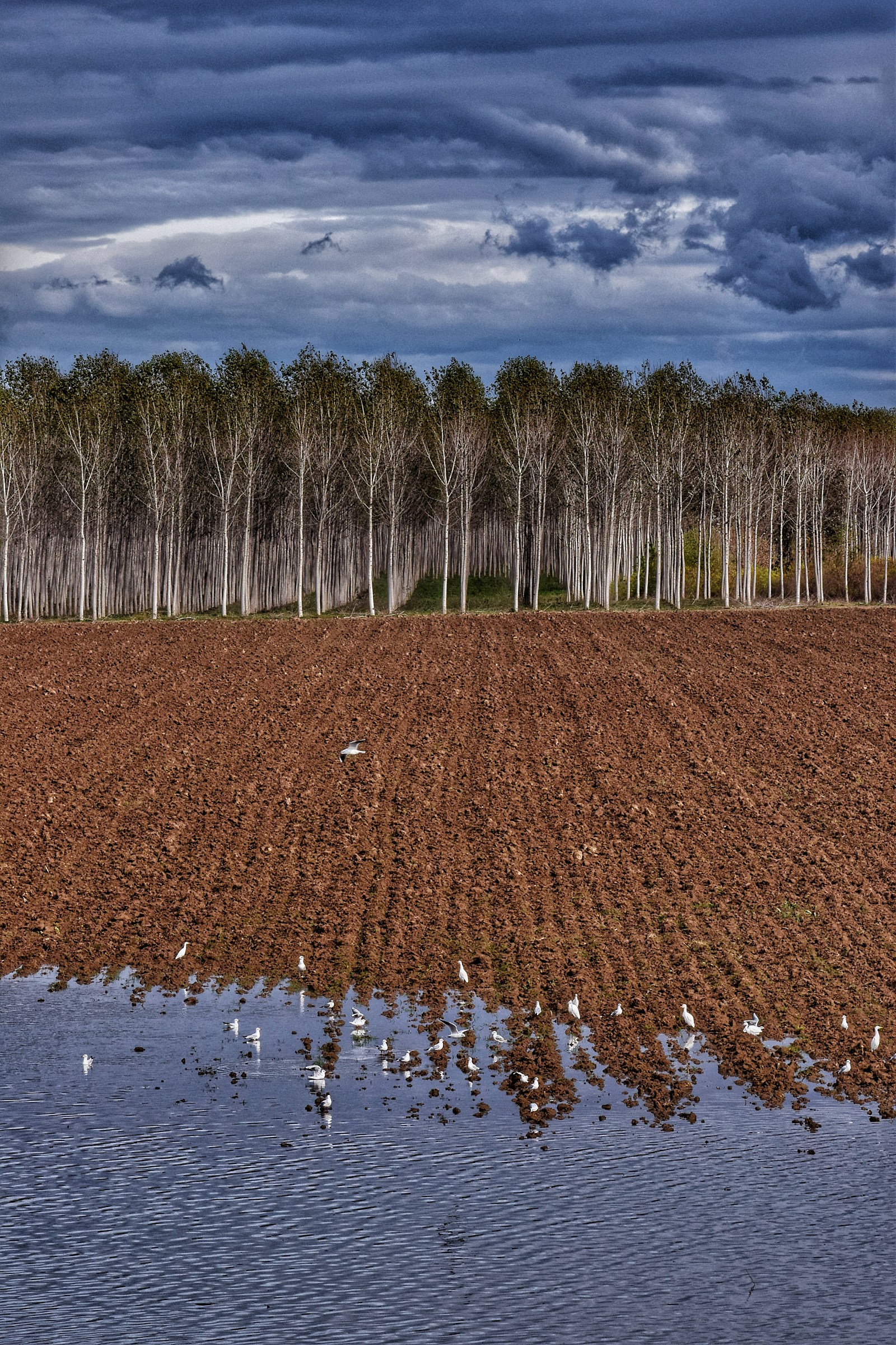 Il fiume si prende il bosco