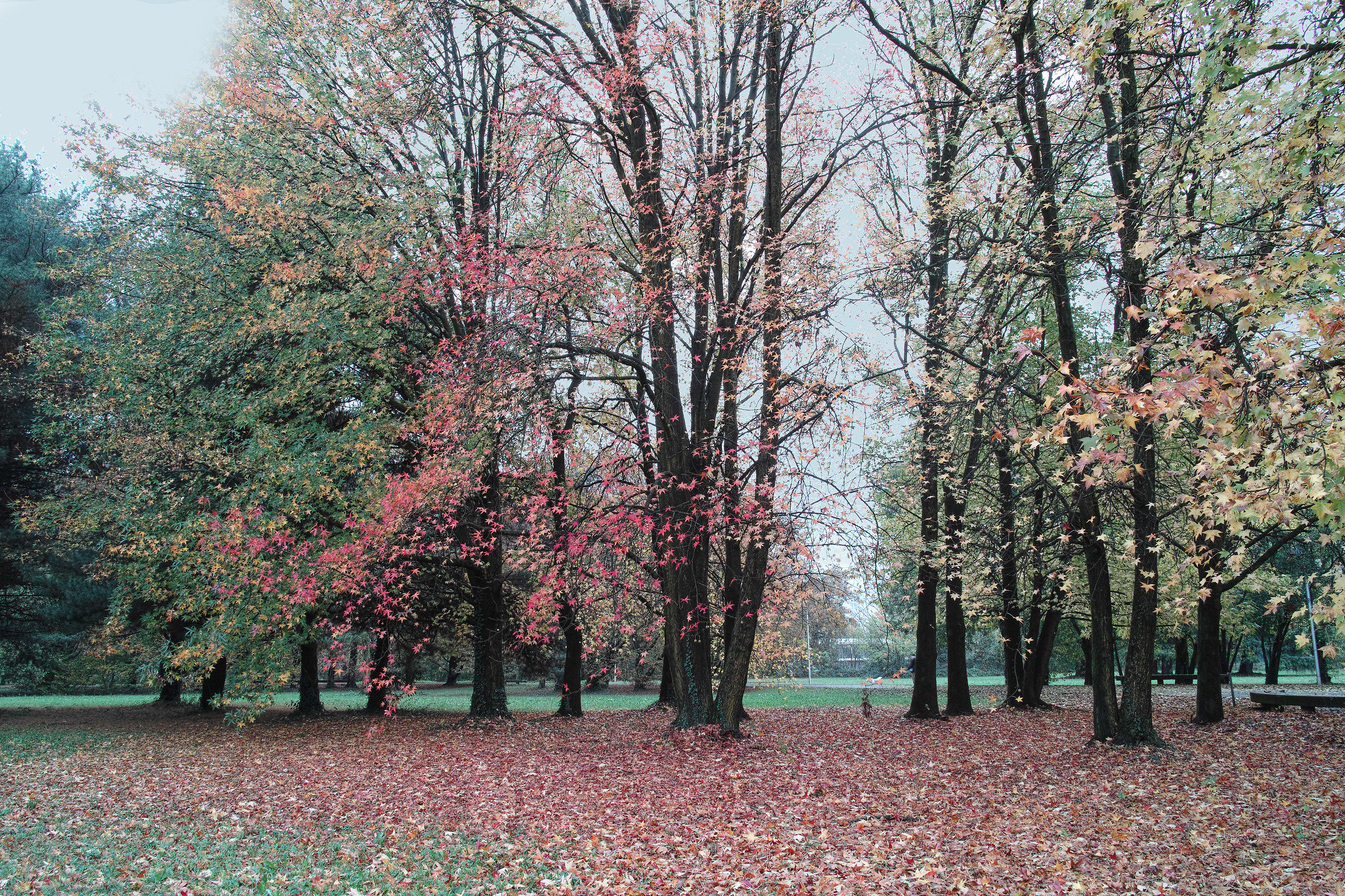 Autumn... at the park
