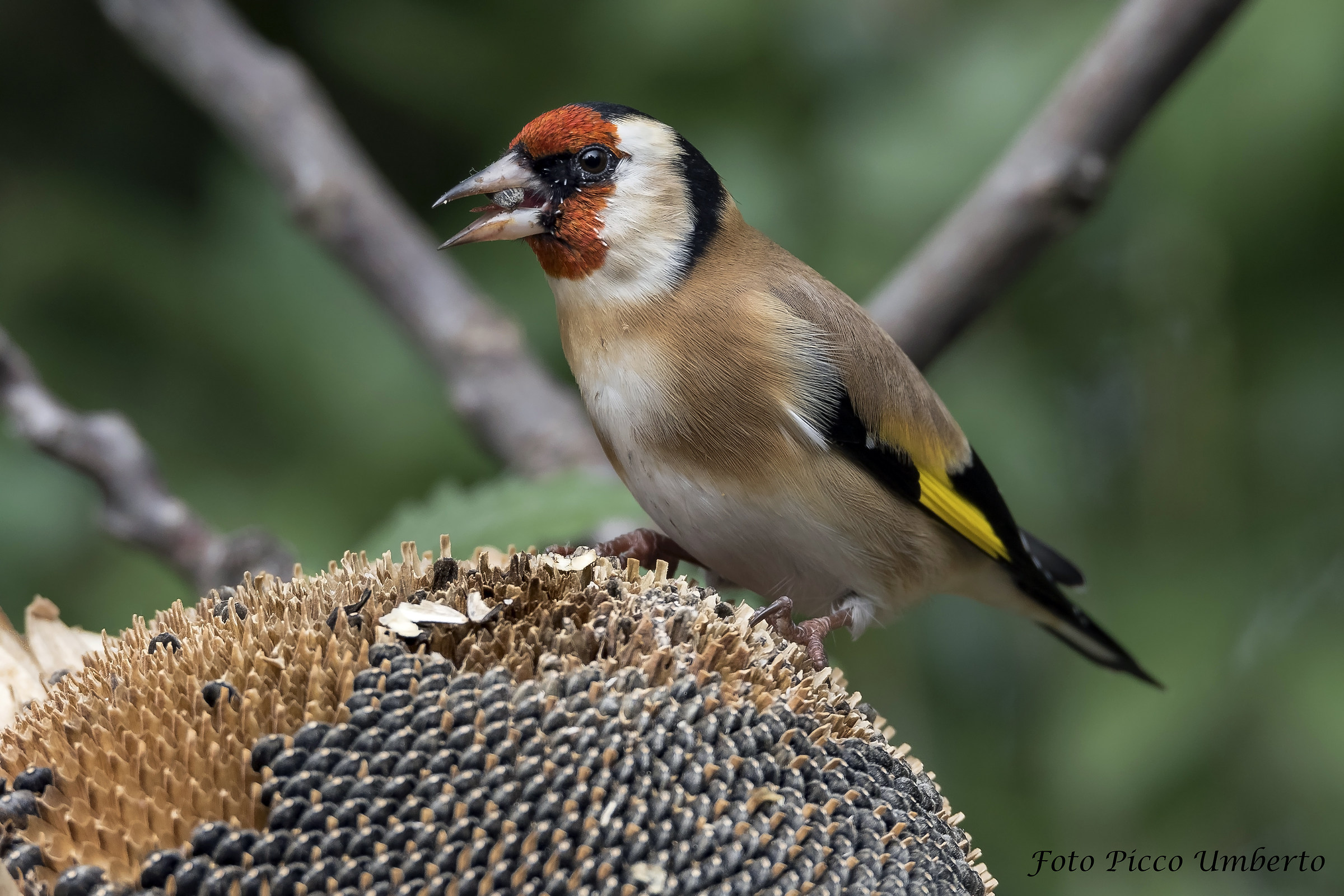 cardellino sul girasole
