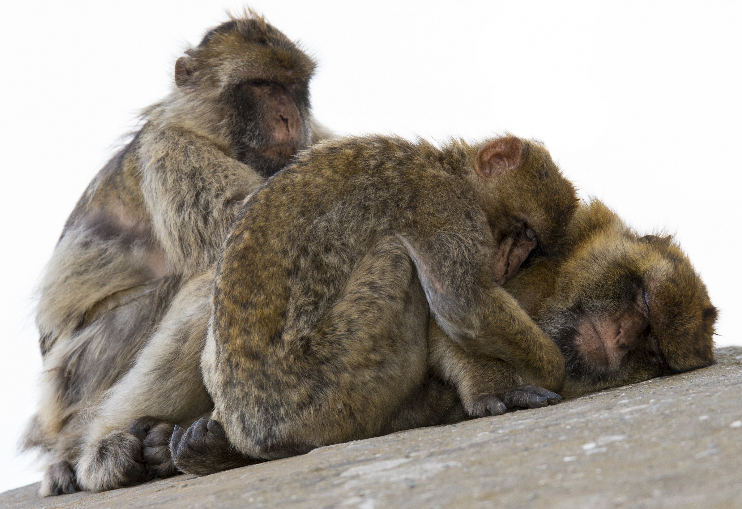 Isolamento sulla Rocca di Gibilterra