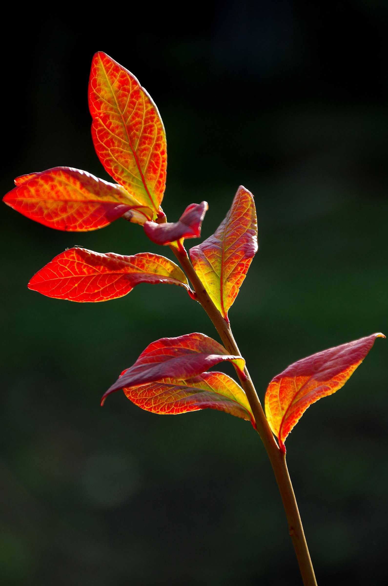 The colors of autumn
