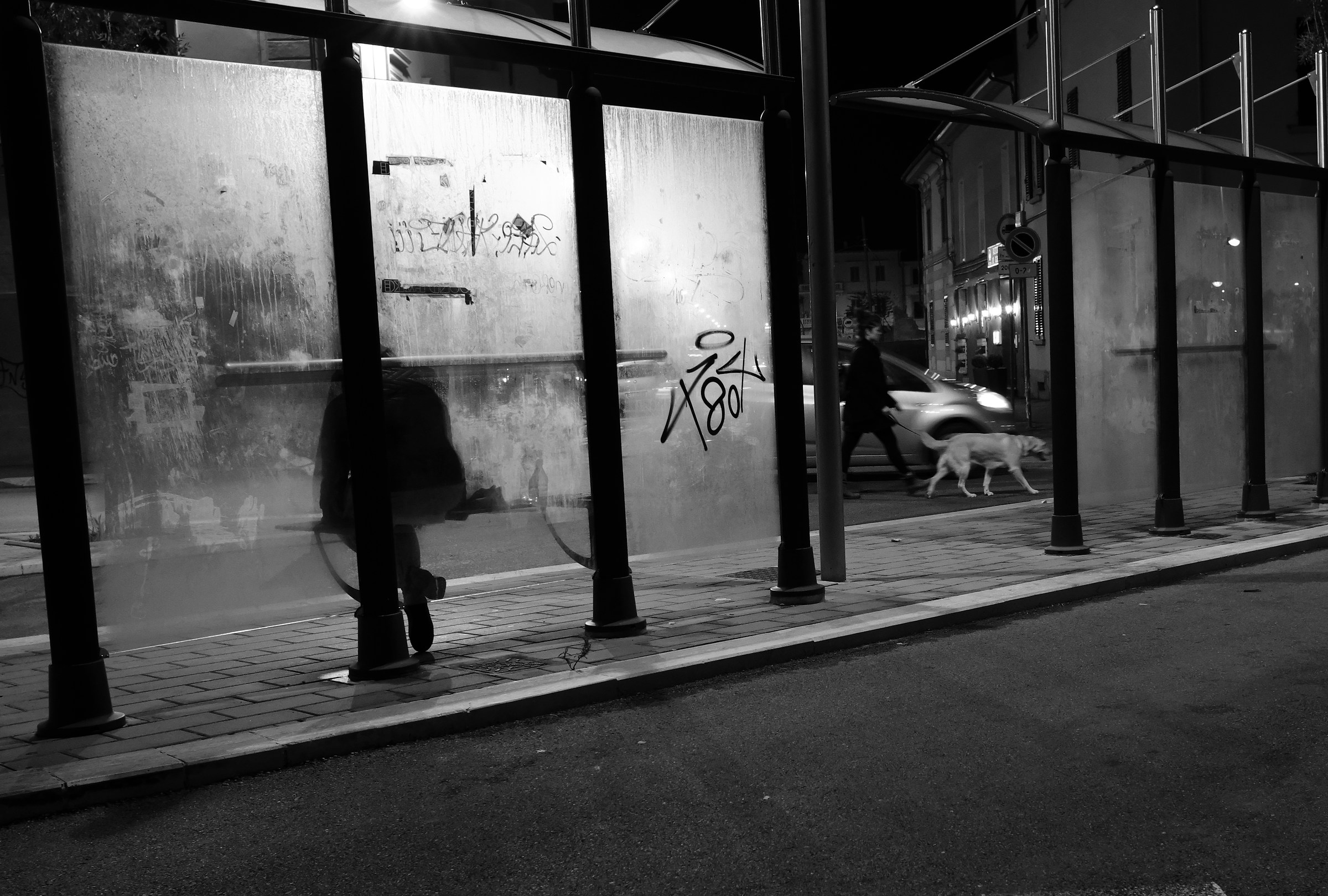 La compagnia di un cane