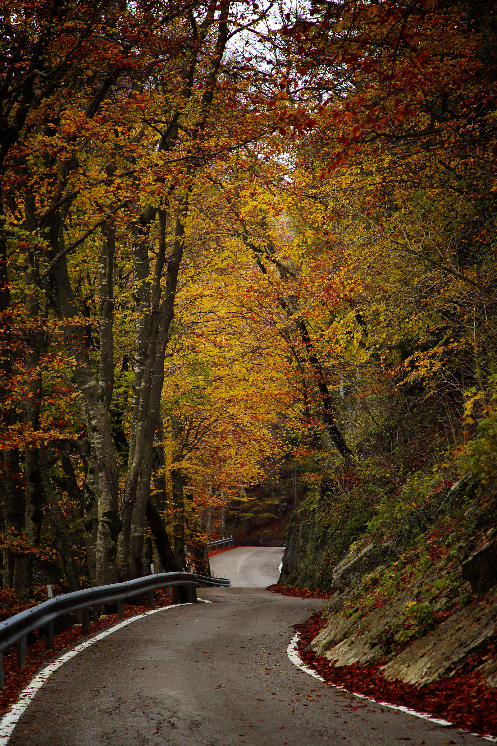 C'è una strada nel bosco ...
