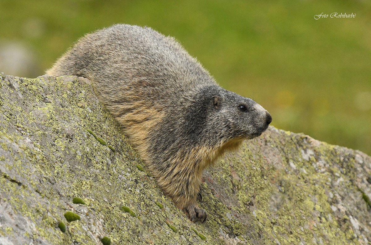 Marmotta...