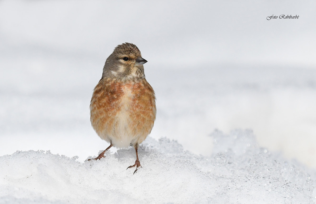 Fanello...femmina...