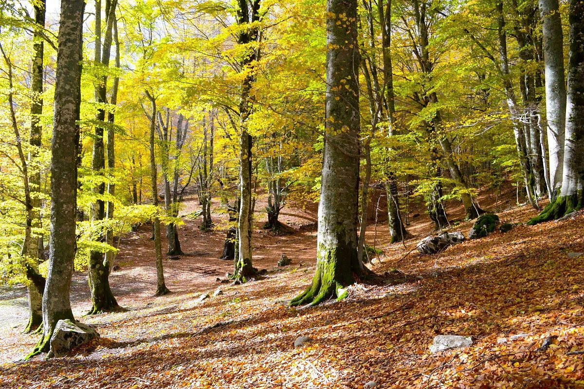 Parco Nazionale d'Abruzzo