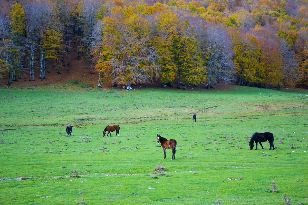 Parco Nazionale d'Abruzzo