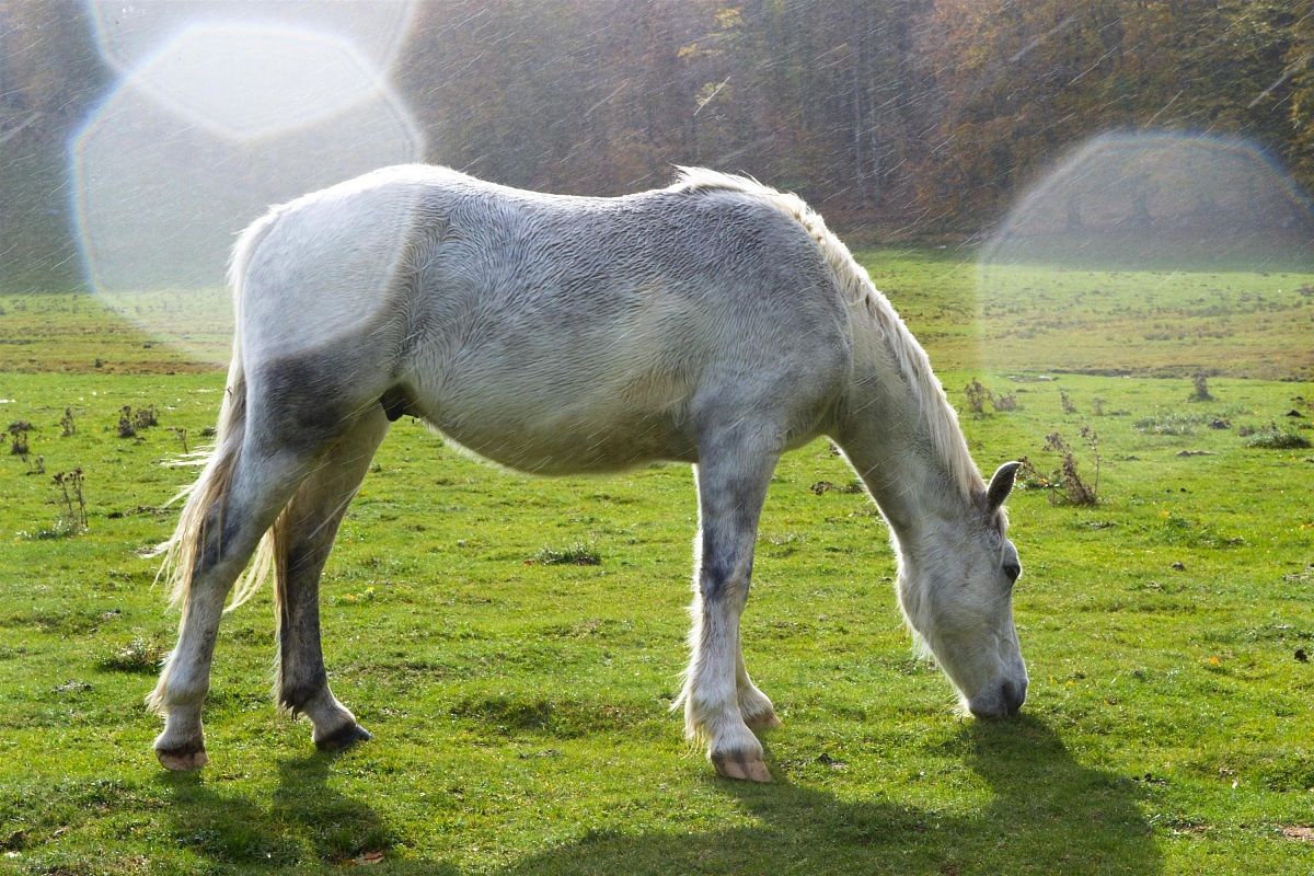 Parco Nazionale d'Abruzzo
