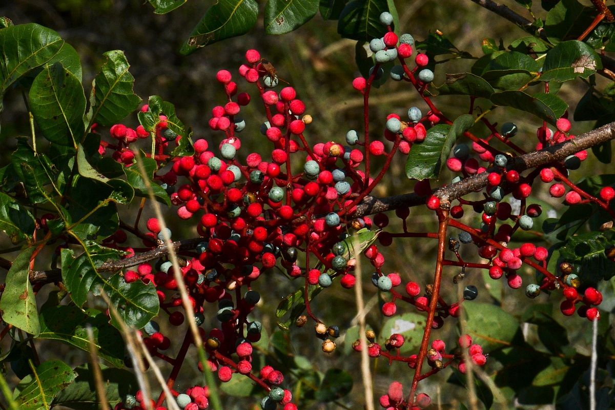 Parco Nazionale d'Abruzzo