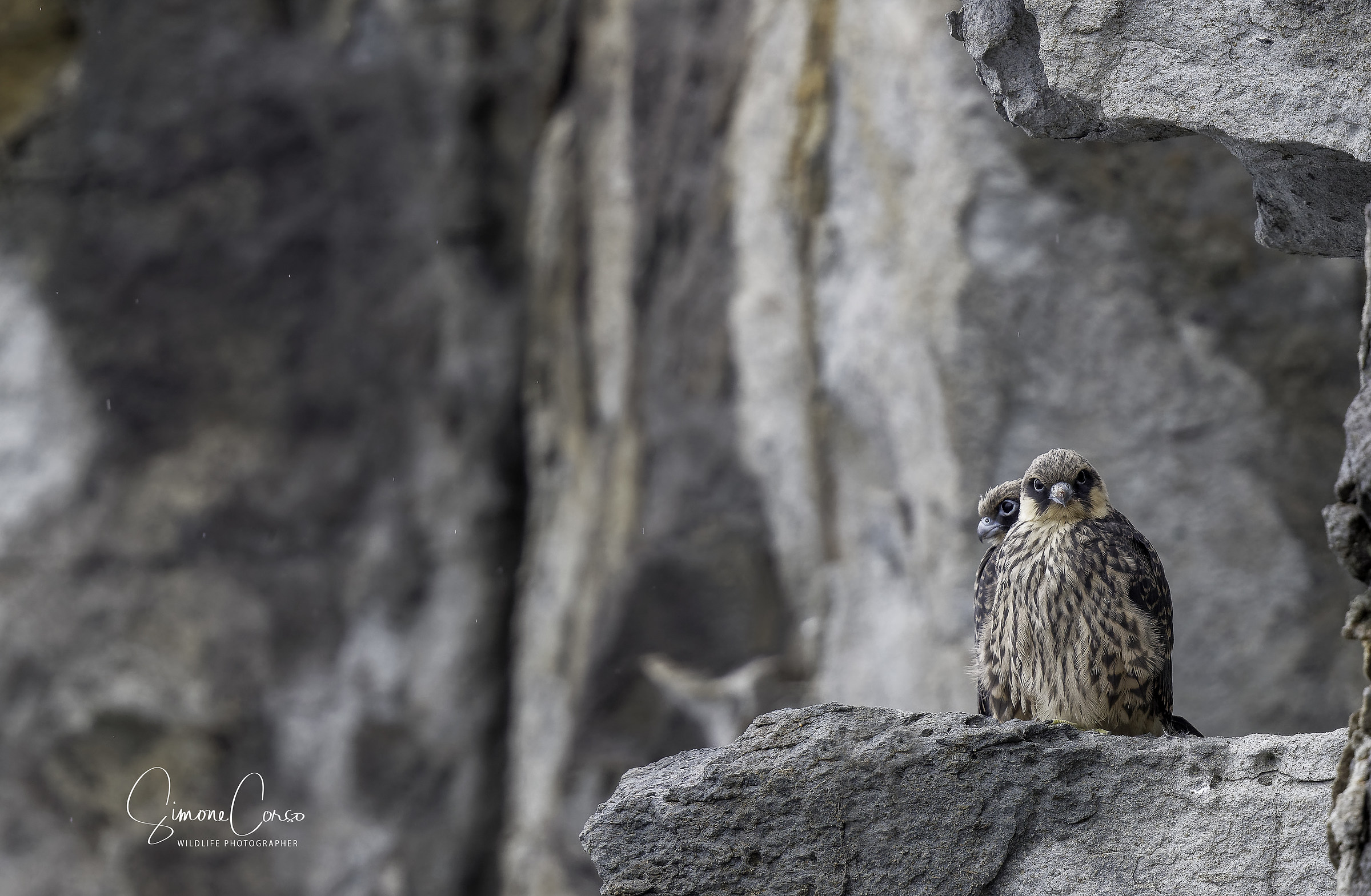 Falco eleonorae-Falcon of the Queen