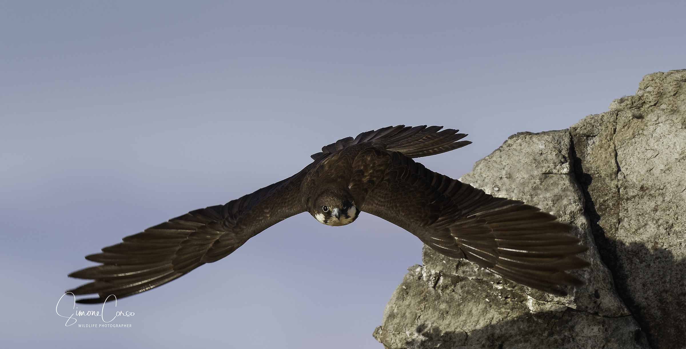 Falco eleonorae-Falcon of the Queen