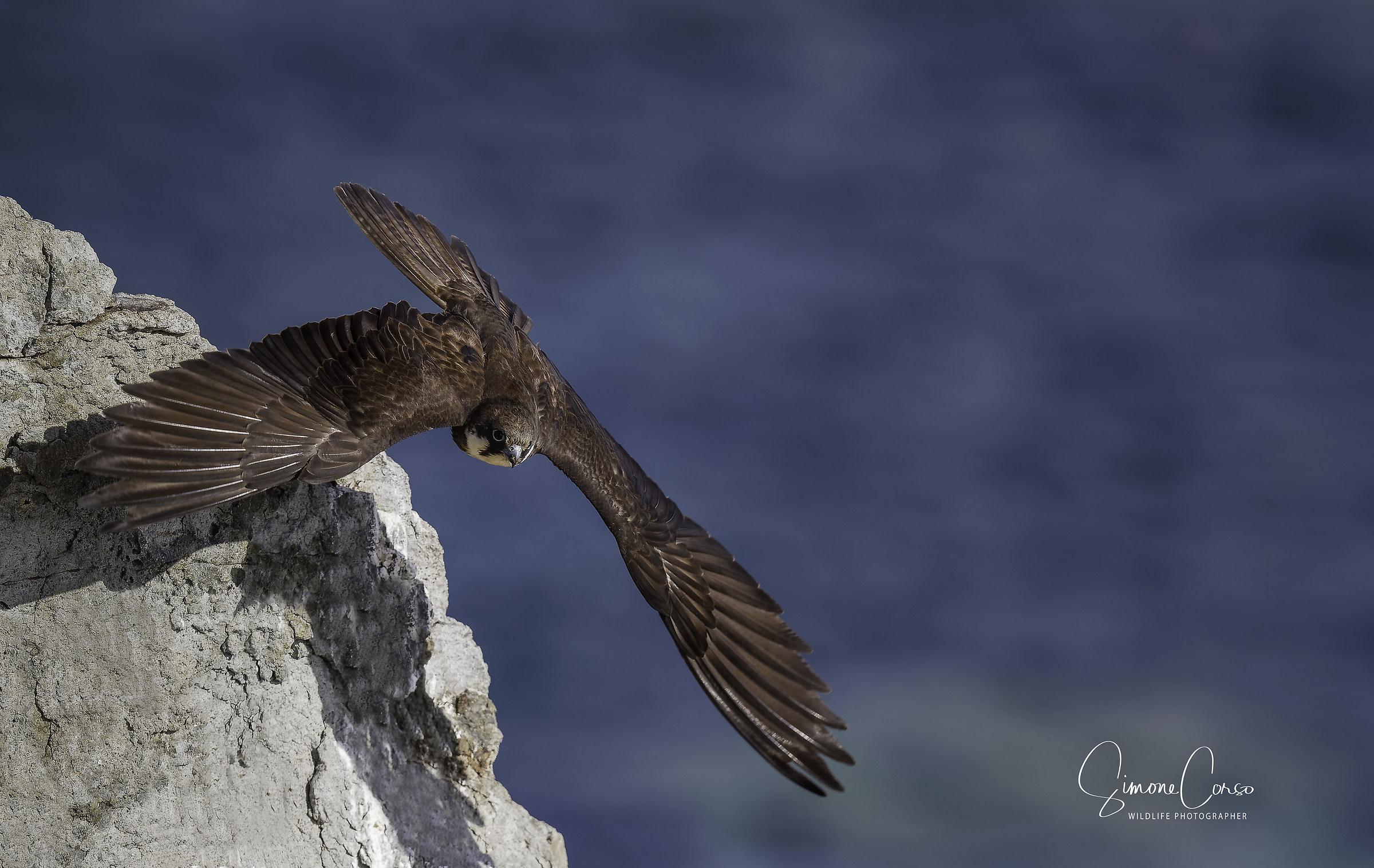 Falco eleonorae-Falcon of the Queen