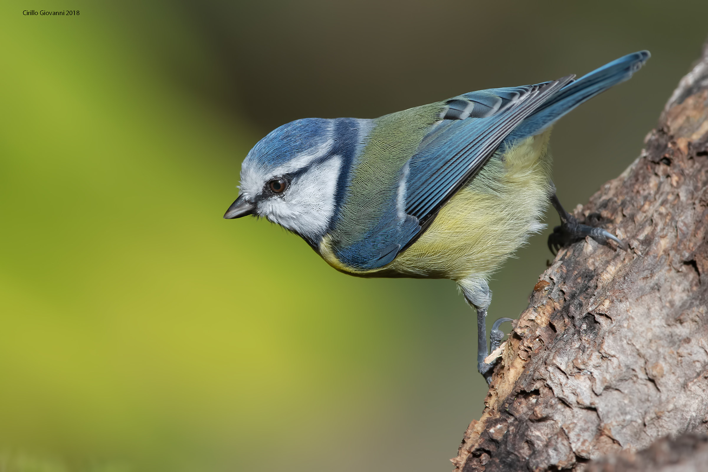 The Cinciarella assumes poses from Picchio