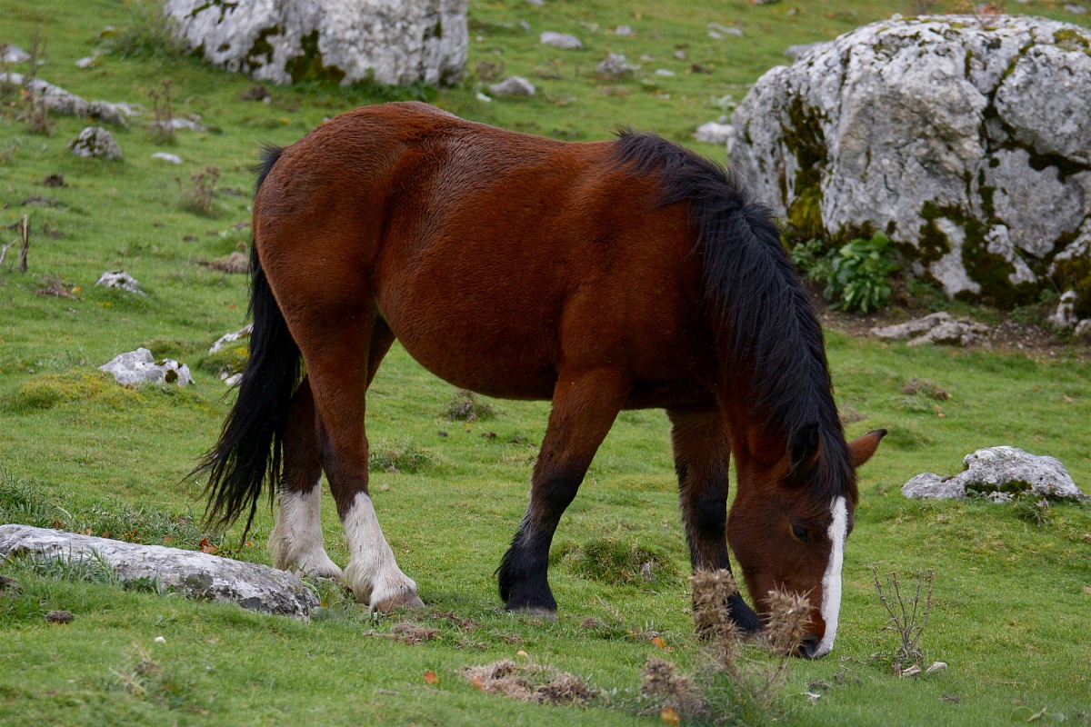 Parco Nazionale d'Abruzzo