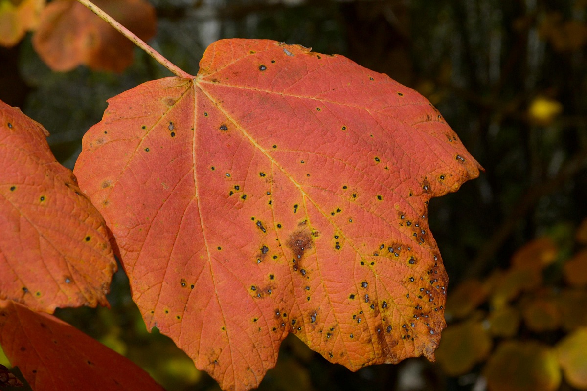 Parco Nazionale d'Abruzzo