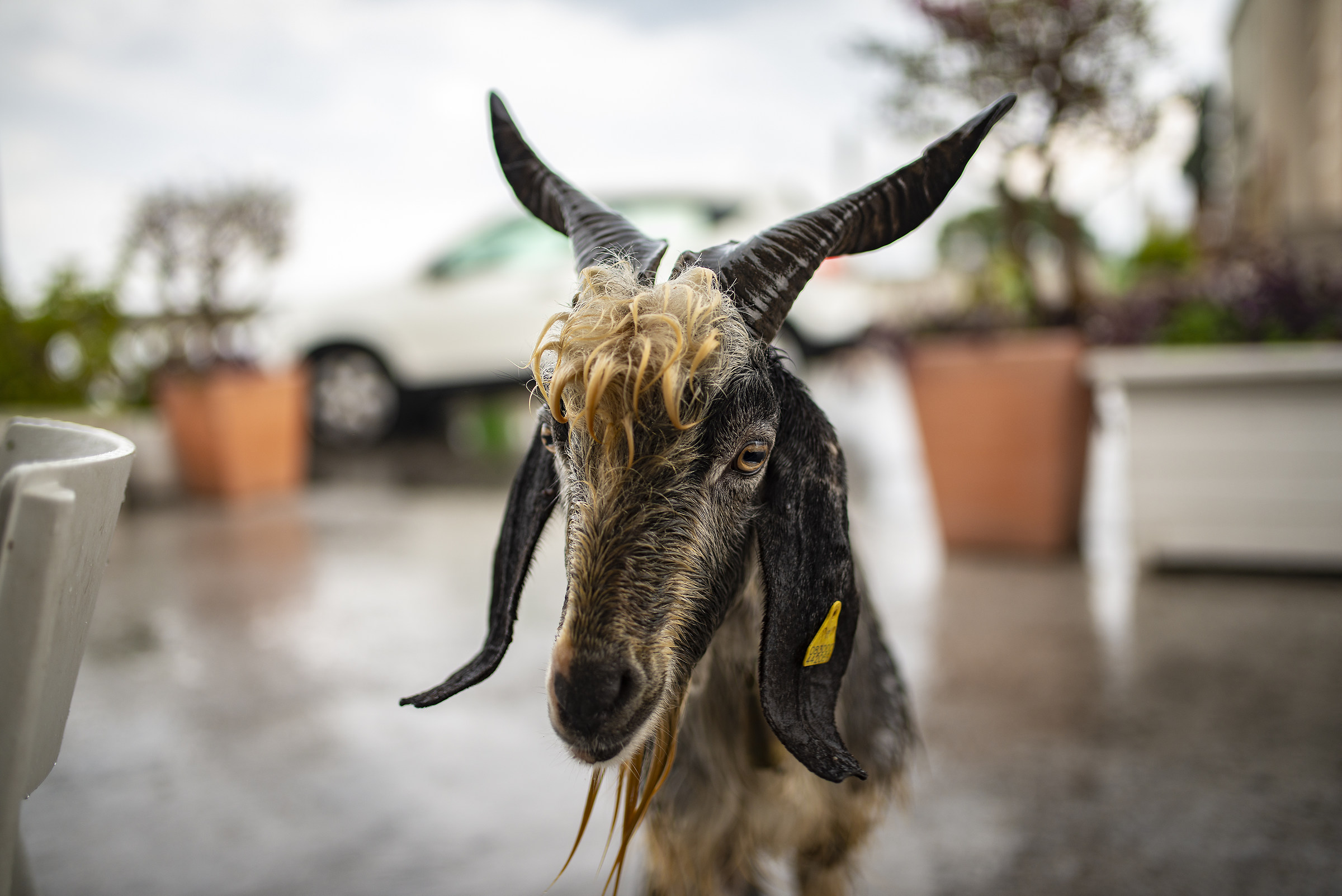 A goat walking in the rain