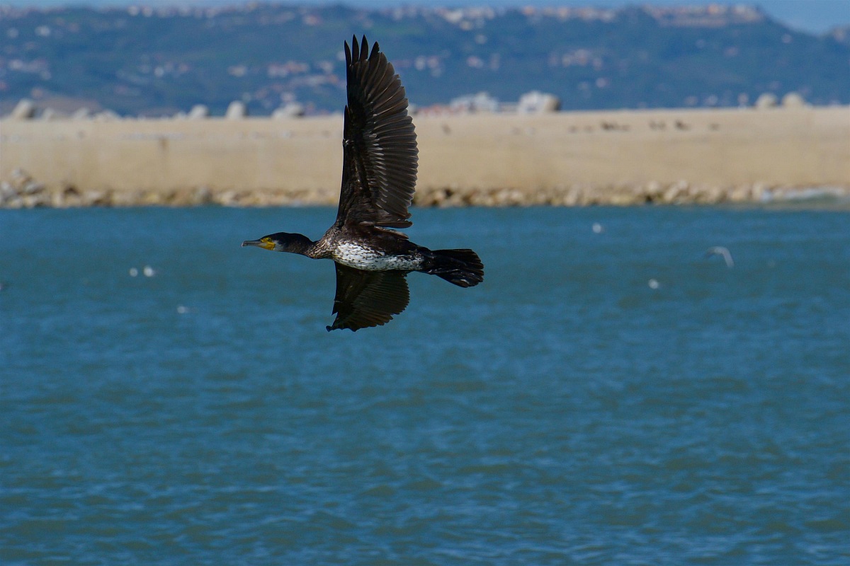 Cormorano