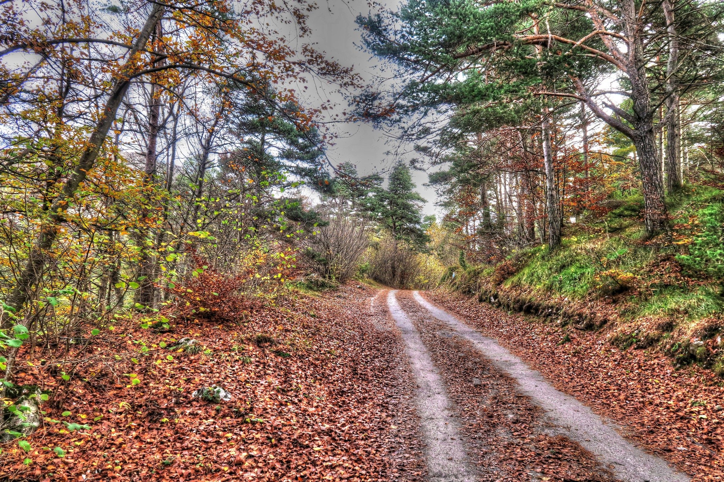 una strada nel bosco