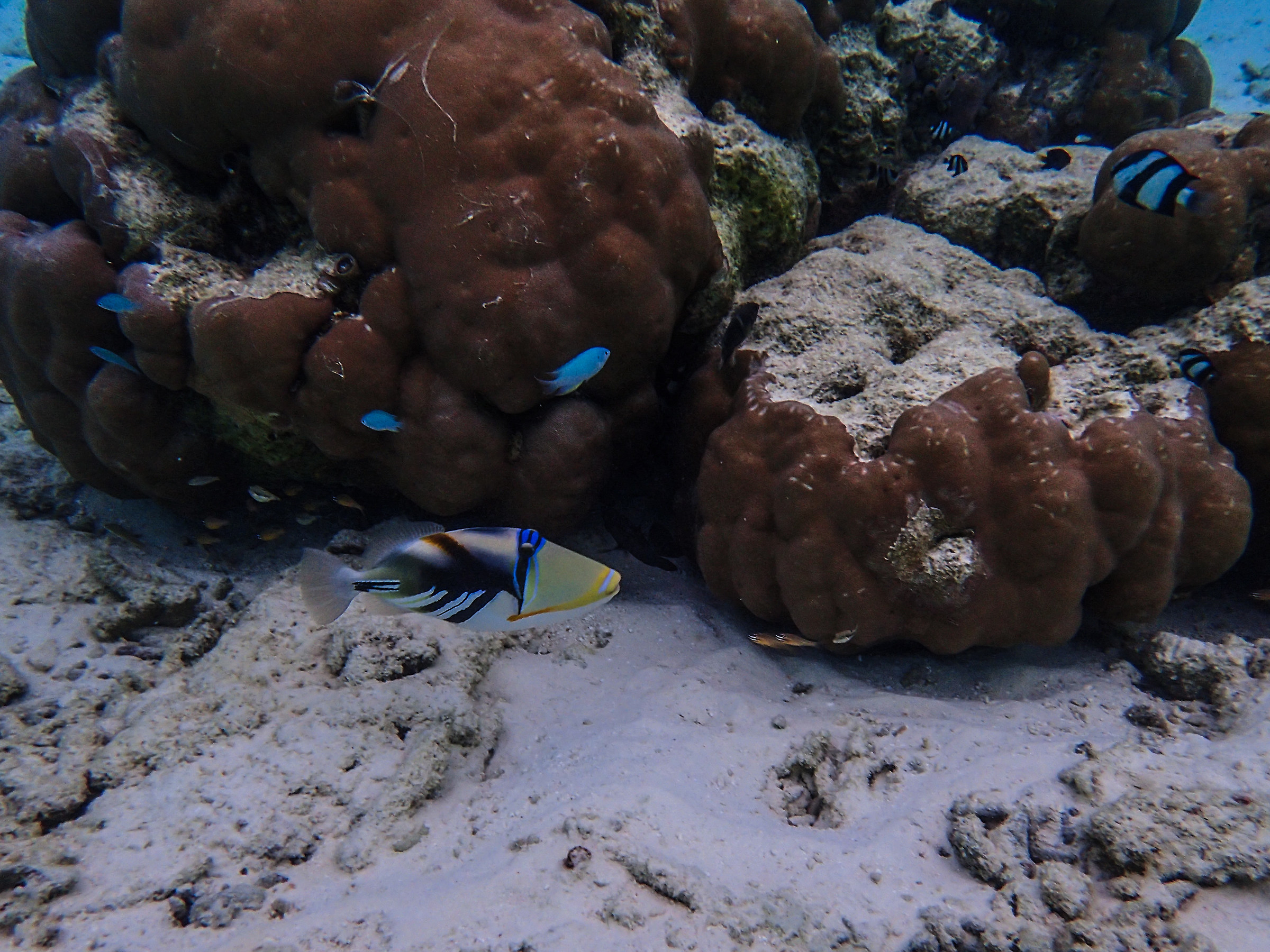 Reef2 pesce Balestra Picasso