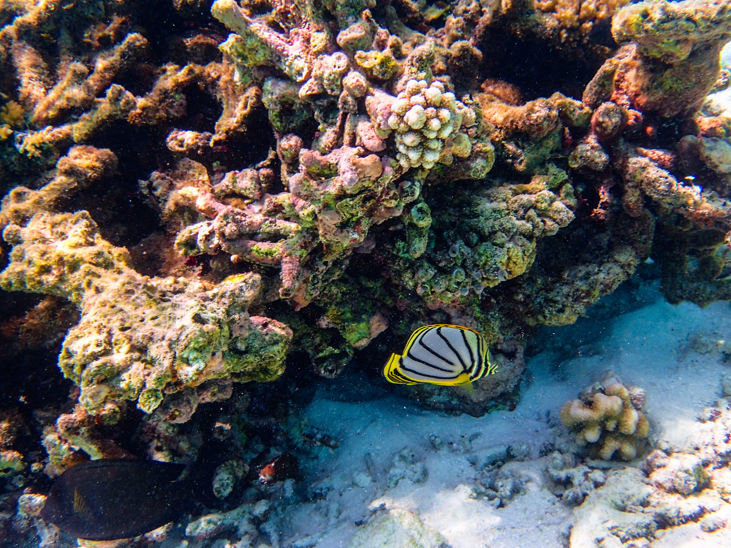 Reef3 Pesce farfalla di Meyer