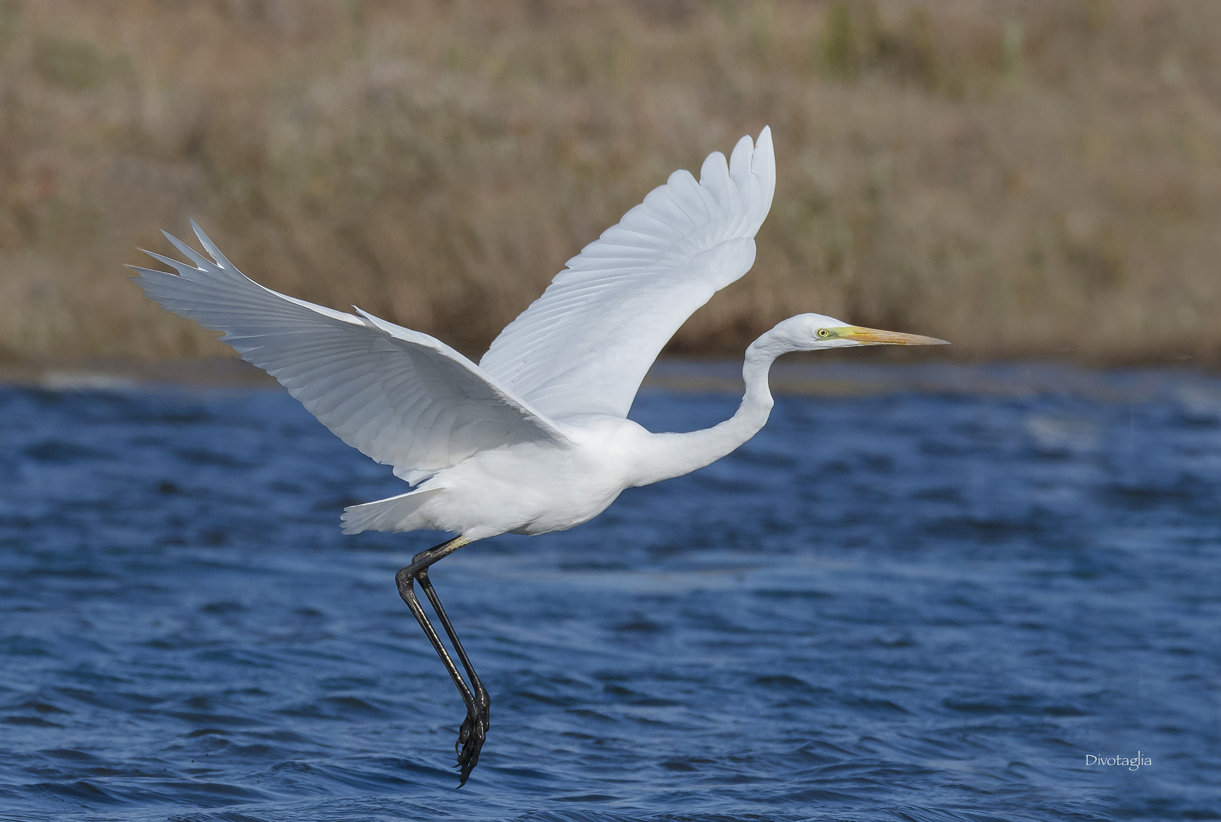 Greater White Heron